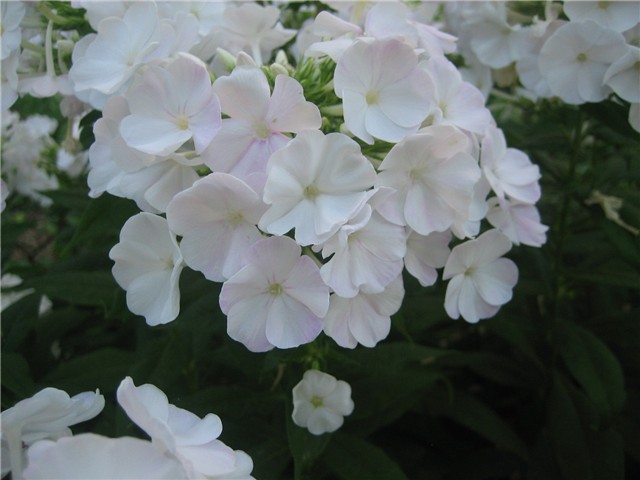 b. phlox